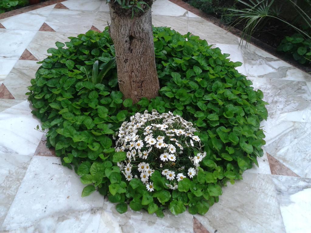 Eco B&B I Due Oleandri Marina Di Carrara Luaran gambar